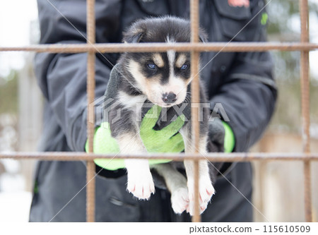 Husky pup in Finland, waiting in a kennel 115610509