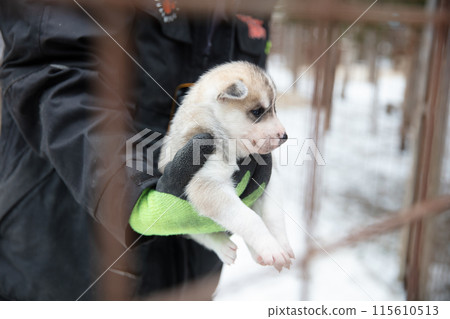 Husky pup in Finland, waiting in a kennel 115610513