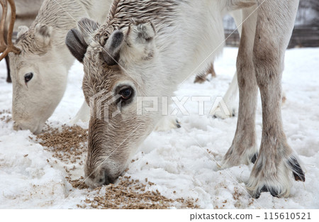 Reindeer on a farm, farming in Finland Reindeer on a farm, farming in Finland 115610521