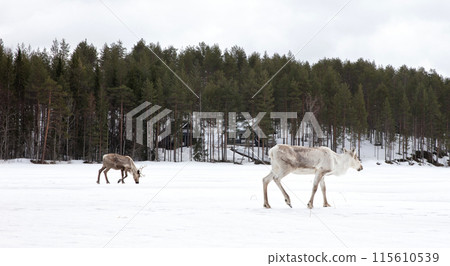 Reindeer crossing a frozen lake, farming in Finland 115610539