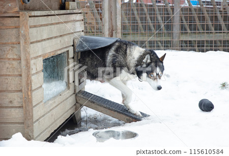 Husky dog in a wooden kennel in the snow, Lapland, Finland Husky dog in a wooden kennel in the snow, Lapland, Finland 115610584