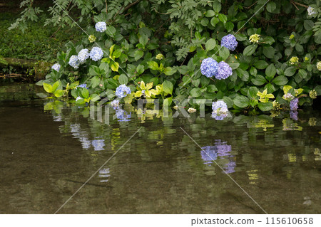 Hydrangea shining during the rainy season Hydrangea shining during the rainy season 115610658