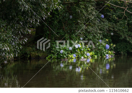 Hydrangea shining during the rainy season Hydrangea shining during the rainy season 115610662