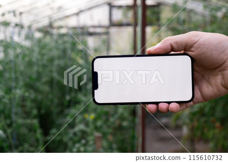 Concept of smart agriculture. Smartphone in farmer hand on background of harvesting tomatoes in greenhouse. Blank empty white screen mock up phone advertisement Concept of smart agriculture. Smartphone in farmer hand on background of harvesting tomatoes in greenhouse. Blank empty white screen mock up phone advertisement 115610732