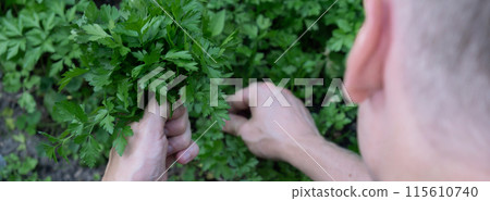 Farmers hands collect parsley in garden open air. Organic home gardening and cultivation of greenery herbs concept. Locally grown 115610740
