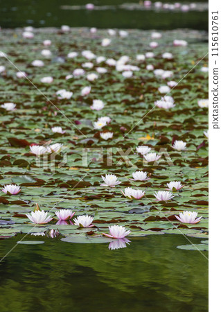 Spring scenery of a pond with blooming water lilies, Tanagaike Pond, Tottori Prefecture 115610761