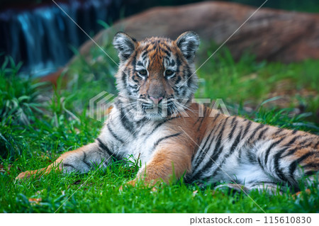 Tiger cub in the wild. Baby animal in green grass on waterfall background Tiger cub in the wild. Baby animal in green grass on waterfall background 115610830