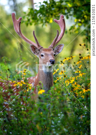 Close up portrait of a deer with antlers in forest 115610831