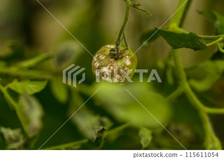 sick and rotten tomato, harvest in a warm vegetable garden, moldy vegetable, green tomatoe sick and rotten tomato, harvest in a warm vegetable garden, moldy vegetable, green tomatoe 115611054