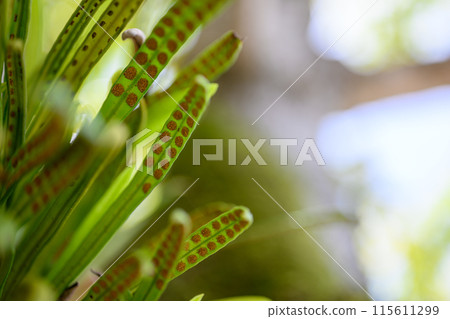 Fern leaf spores 115611299