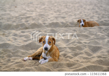 Young stray dogs on the coastal sand in Fujairah, United Arab Emirates Young stray dogs on the coastal sand in Fujairah, United Arab Emirates 115611368