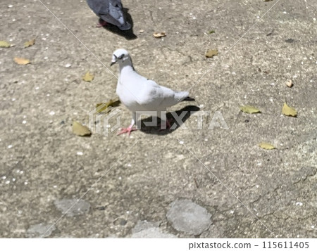 神社裡的白鴿 神社裡的白鴿 115611405
