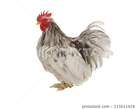 gray rooster isolated on white background gray rooster isolated on white background 115611428