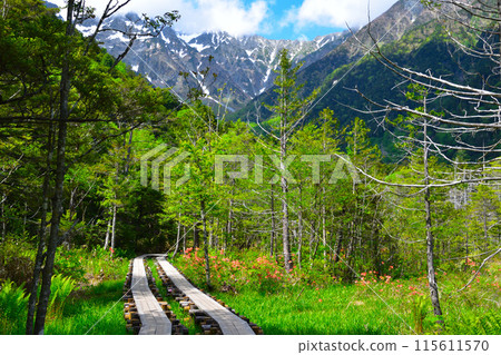 春天的上高地散步道 115611570