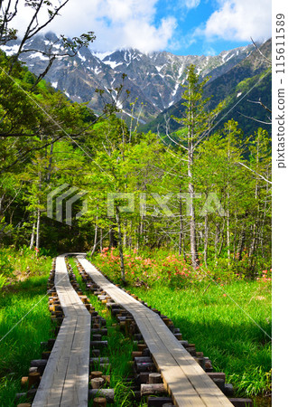 春天的上高地散步道 115611589