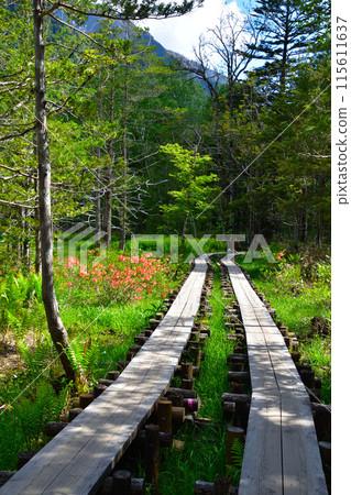 春天的上高地散步道 115611637
