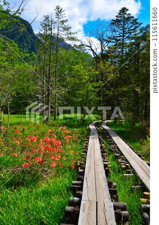 Spring Kamikochi Promenade 115611660