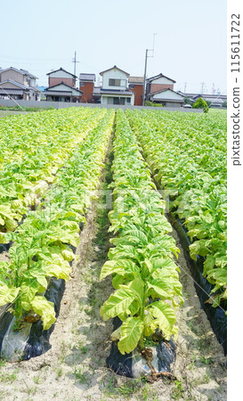 Cigarette field 115611722