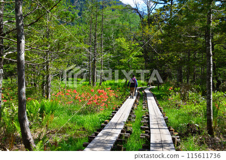 春天的上高地散步道 115611736