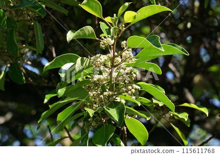 Kurobane no Moshi Flower Kurobane no Moshi Flower 115611768