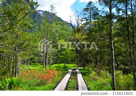 春天的上高地散步道 115611803