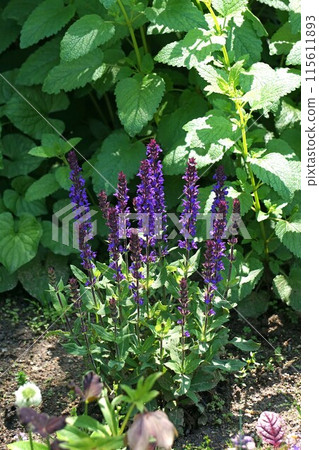 Salvia nemorosa Salvia nemorosa 115611893