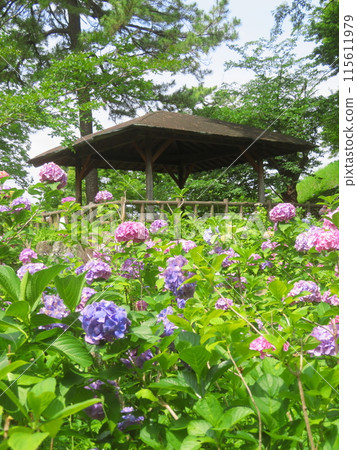 玉川台公園的繡球花和涼亭 玉川台公園的繡球花和涼亭 115611979