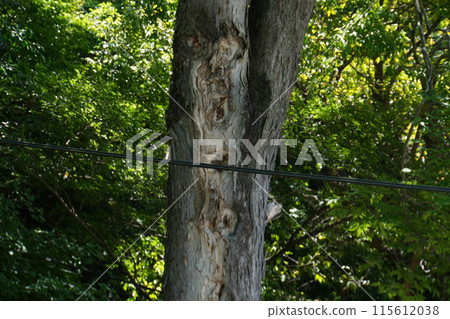 Old castle tree Old castle tree 115612038