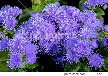 Blooming blue Ageratum Bluemink on a black background 115612230