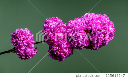 Blooming Lichnis viscaria Pink Rosea Plena Blooming Lichnis viscaria Pink Rosea Plena 115612247