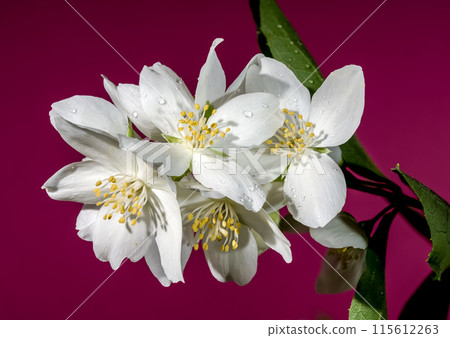 Blooming white jasmine flower on a red background 115612263