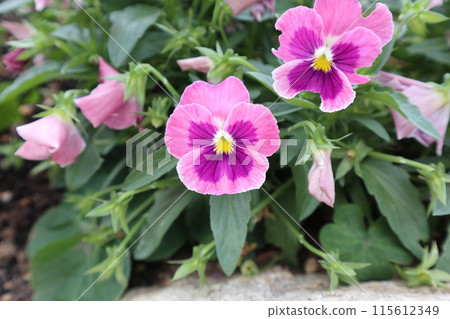 紫色三色紫羅蘭花 紫色三色紫羅蘭花 115612349