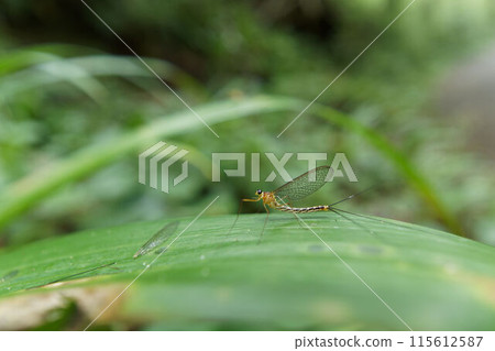 Gagambo beetle 115612587