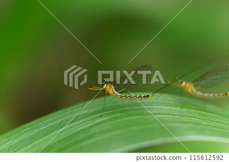 Gagambo beetle 115612592