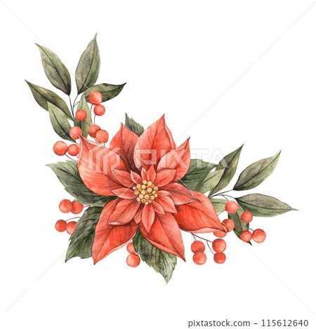 Poinsettia and berries, vintage Christmas flowers and poinsettia leaves in red and green. Botanical composition drawn by hand. Suitable for Christmas and New Year holidays, invitations, cards, banners 115612640