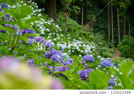 Hydrangeas in full bloom on the mountain slope (Hydrangea House, Mobara City, Chiba Prefecture) Hydrangeas in full bloom on the mountain slope (Hydrangea House, Mobara City, Chiba Prefecture) 115613399