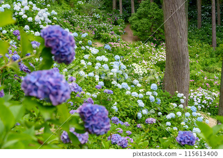 Hydrangeas in full bloom on the mountain slope (Hydrangea House, Mobara City, Chiba Prefecture) 115613400