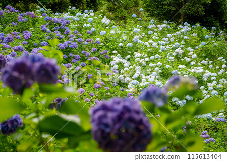 Hydrangeas in full bloom on the mountain slope (Hydrangea House, Mobara City, Chiba Prefecture) 115613404