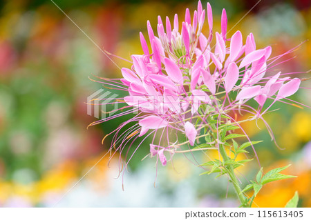 色彩繽紛的花壇中盛開的 Cleome 花(Cleome,西式蝴蝶草) 色彩繽紛的花壇中盛開的 Cleome 花(Cleome,西式蝴蝶草) 115613405