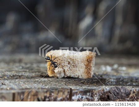 big forest ants in a native habitat big forest ants in a native habitat 115613426