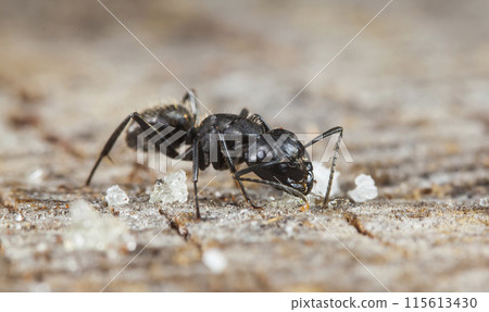 big forest ants in a native habitat big forest ants in a native habitat 115613430
