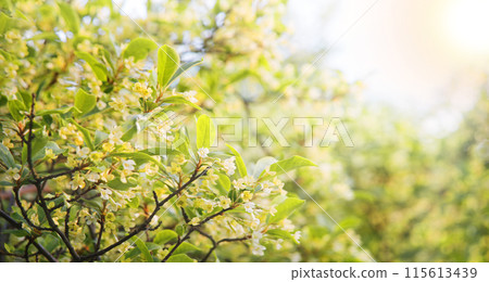 Flowering gumi branch. Natural background 115613439