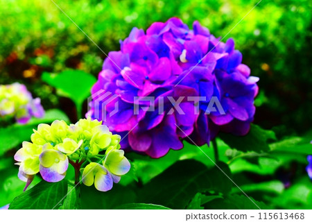 附近盛開的繡球花 附近盛開的繡球花 115613468