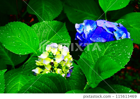 附近盛開的繡球花 115613469