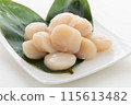  Scallop 115613482