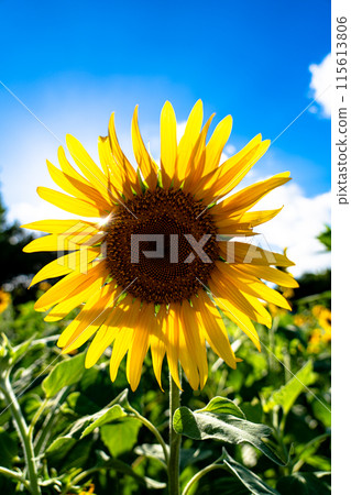 Sunflowers 8 shining against the blue sky 115613806