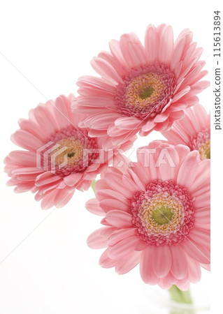 pink gerbera 115613894