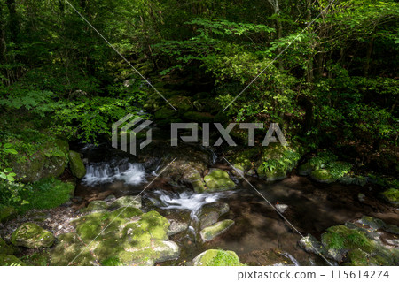 Beautiful green scenery with green leaves Beautiful green scenery with green leaves 115614274