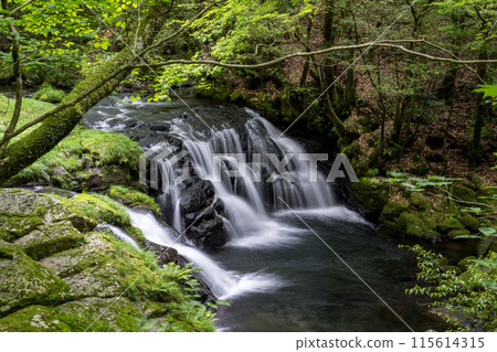 美麗的新鮮綠色景觀與藍色秋葉 115614315
