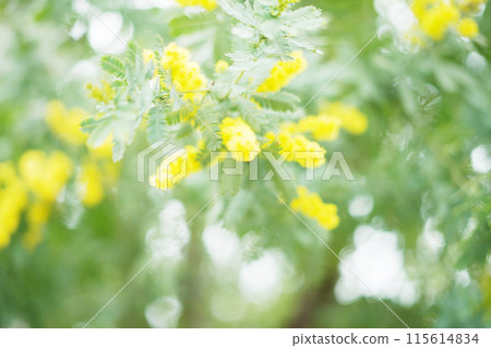 Mimosa flowers blooming in the spring garden Mimosa flowers blooming in the spring garden 115614834